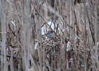 Swamp Sparrow (14)