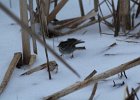 Swamp Sparrow (15)