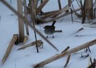 Swamp Sparrow (17)