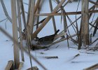 Swamp Sparrow (18)