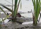 Swamp Sparrow (2)