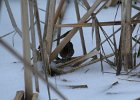 Swamp Sparrow (20)