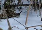 Swamp Sparrow (33)