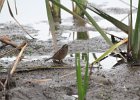 Swamp Sparrow (4)
