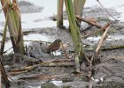 Swamp Sparrow (5)