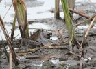 Swamp Sparrow (6)