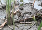 Swamp Sparrow (8)