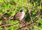 White-throated Sparrow (33)