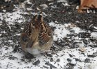 White-throated Sparrow (34)