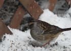 White-throated Sparrow (37)