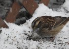 White-throated Sparrow (38)