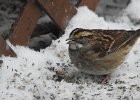 White-throated Sparrow (39)