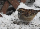 White-throated Sparrow (40)