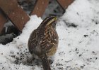 White-throated Sparrow (41)