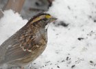 White-throated Sparrow (42)