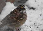 White-throated Sparrow (43)