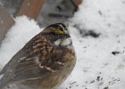 White-throated Sparrow (44)