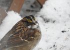 White-throated Sparrow (45)