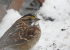 White-throated Sparrow (46)