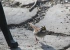 White-throated Sparrow (54)