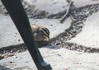 White-throated Sparrow (57)