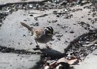 White-throated Sparrow (59)