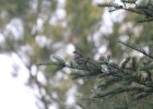White-throated Sparrow (60)