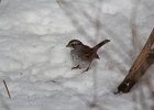 White-throated Sparrow (69)