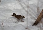 White-throated Sparrow (71)
