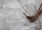 White-throated Sparrow (72)