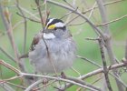 White-throated Sparrow (73)