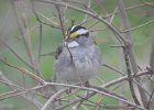 White-throated Sparrow (74)