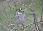 White-throated Sparrow (75)