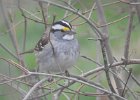 White-throated Sparrow (76)