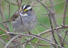 White-throated Sparrow (77)