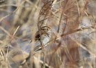 White-throated Sparrow (78)
