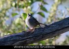 078 - 895 White-crowned Sparrow