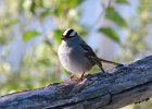 101White-crowned Sparrow