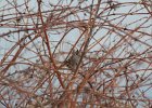 White Crowned Sparrow (1)