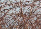 White Crowned Sparrow (2)