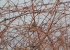 White Crowned Sparrow (3)