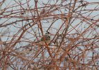 White Crowned Sparrow (4)