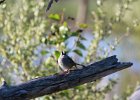White-crowned Sparrow (1)