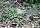 White-crowned Sparrow (11)