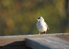 White-crowned Sparrow (14)