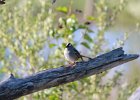 White-crowned Sparrow (2)