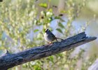 White-crowned Sparrow (3)