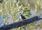 White-crowned Sparrow (4)