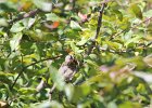 White-crowned Sparrow (5)