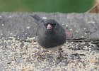 101Dark-eyed Junco (2)